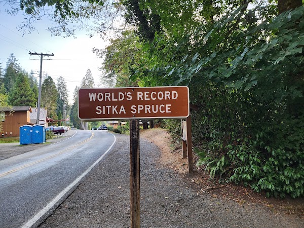 World's Largest Sitka Spruce 5