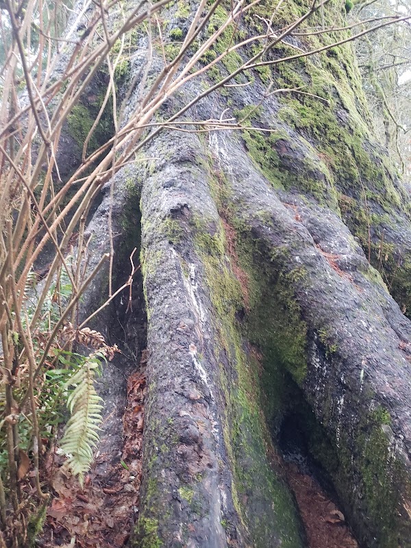 World's Largest Sitka Spruce 4