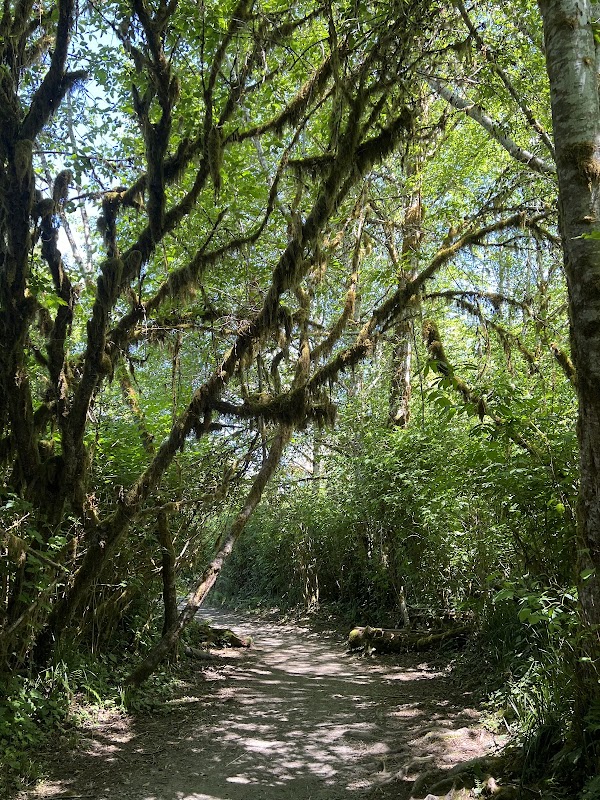 World's Largest Sitka Spruce 3