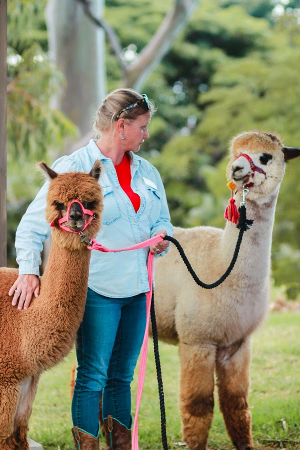 Maui Alpaca 1