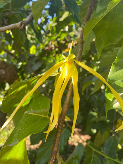 Distillerie Parfum d’Ylang N.G. Nosy Be Madagascar