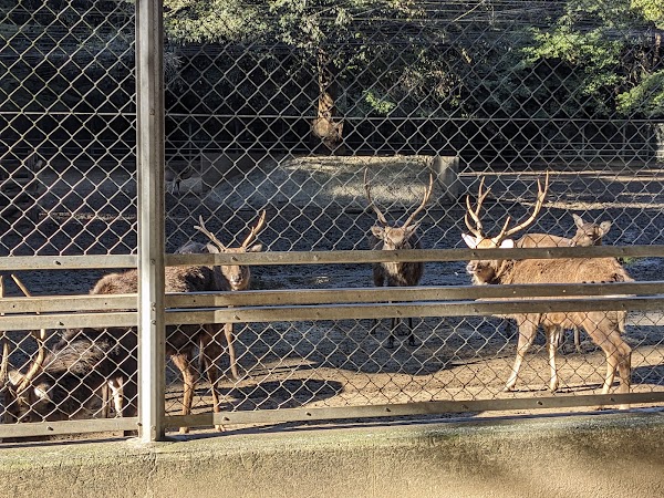 Deer Park 4