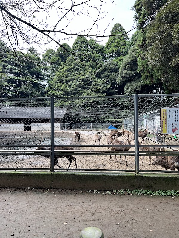 Deer Park 3