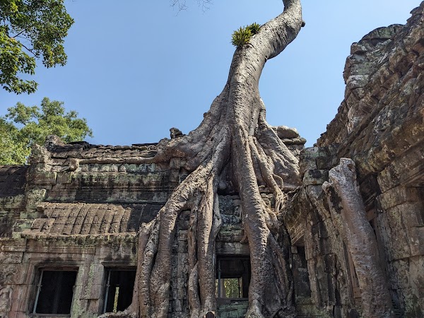 Ta Prohm Temple 5