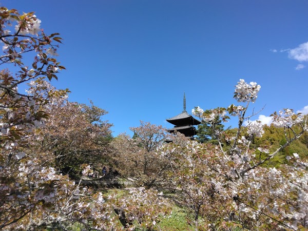 Omuro Zakura (Cherry Blossoms)