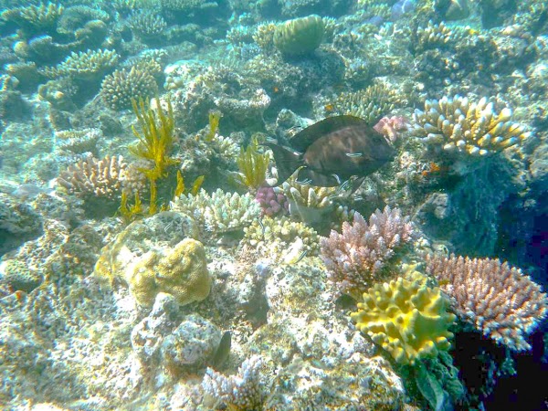 Australia 4