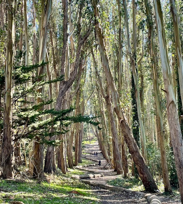 Andy Goldsworthy's Wood Line 1