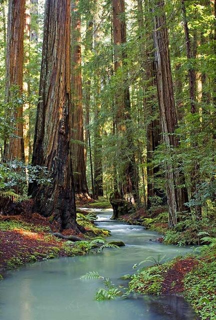 Andy Goldsworthy's Wood Line 5