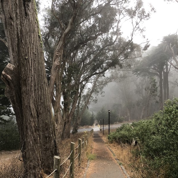 Andy Goldsworthy's Wood Line 4