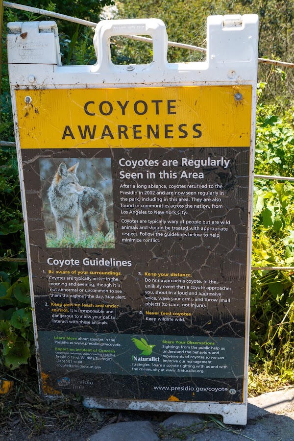 Andy Goldsworthy's Wood Line 2