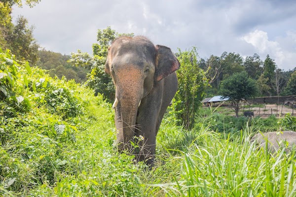 Elephant Sanctuary Thailand - Offices 1