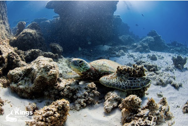 Kings Ningaloo Reef Tours 4