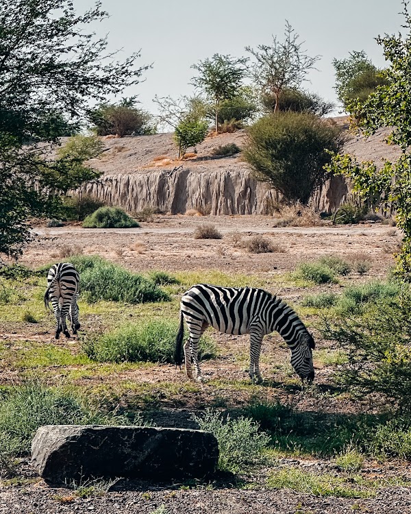 Sharjah Safari 4