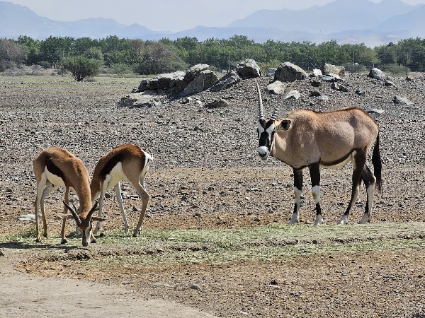 Sharjah Safari 2