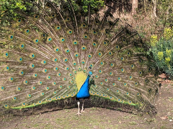 Bois de Vincennes 4
