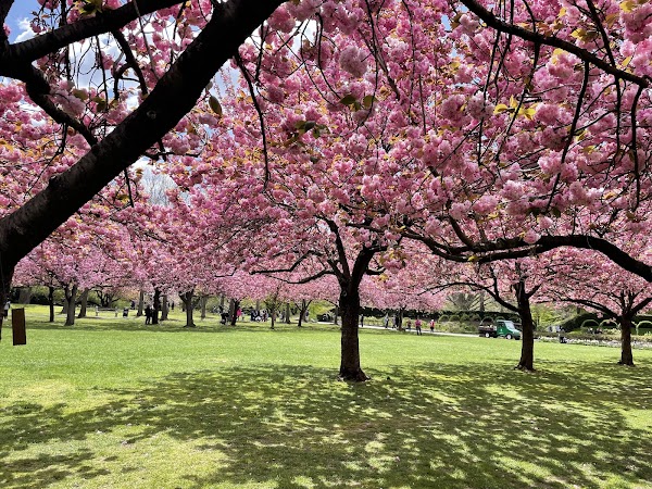 Cherry Esplanade