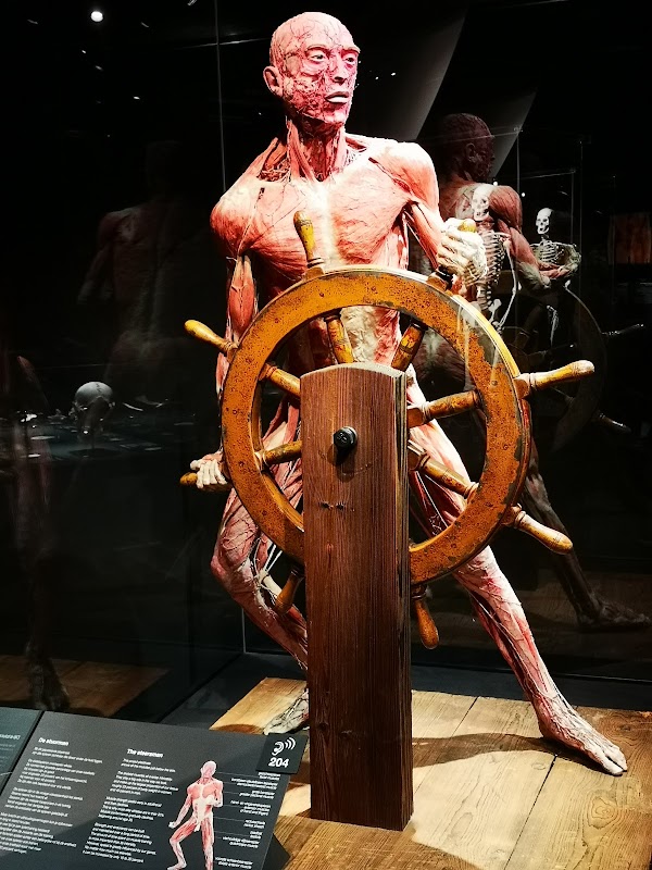 BODY WORLDS Amsterdam 4
