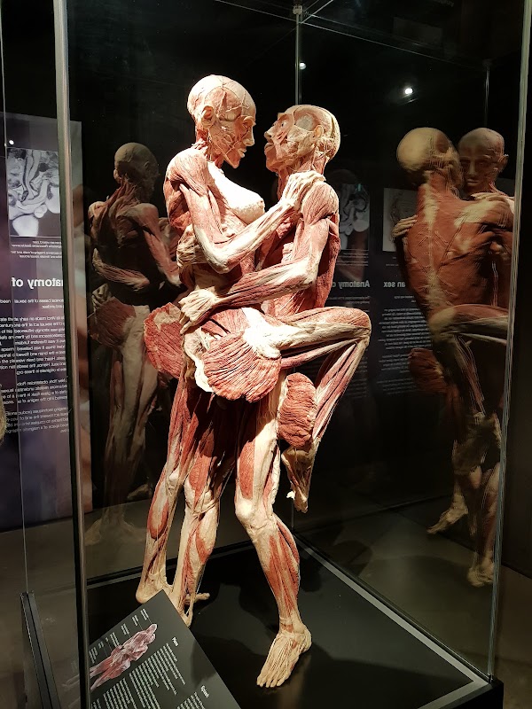 BODY WORLDS Amsterdam 3