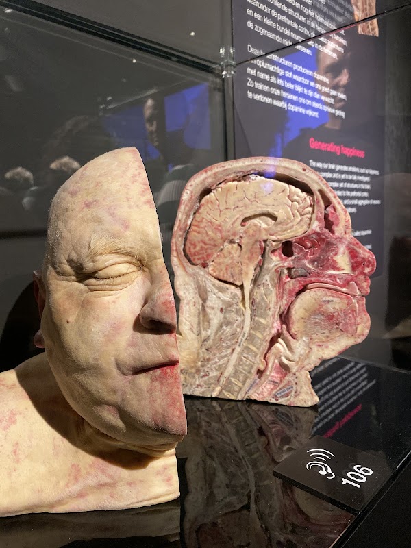 Amsterdam's Liquid Embrace: A Scenic Cruise Through the City of Canals 3