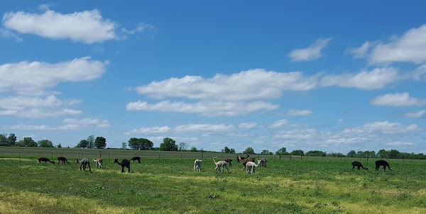 Yaya's Alpaca Farm