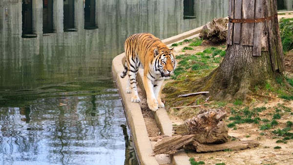 Smithsonian National Zoological Park 4