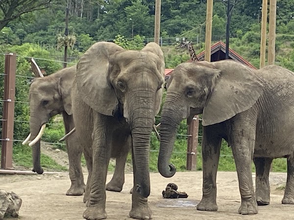 Smithsonian National Zoological Park 2