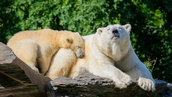 Tierpark Berlin