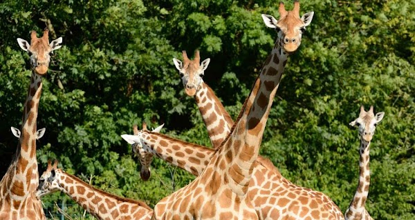 Tierpark Berlin 4