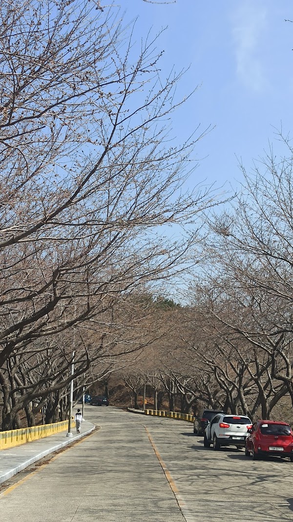 황령산벚꽃길