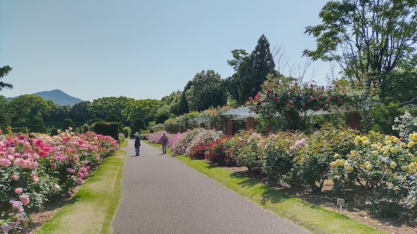 Rose Garden 1
