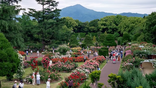 Rose Garden 5