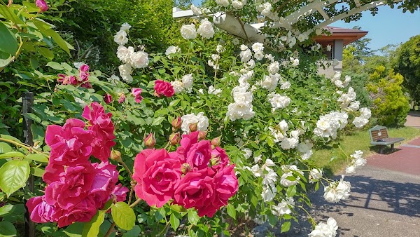 Rose Garden 4