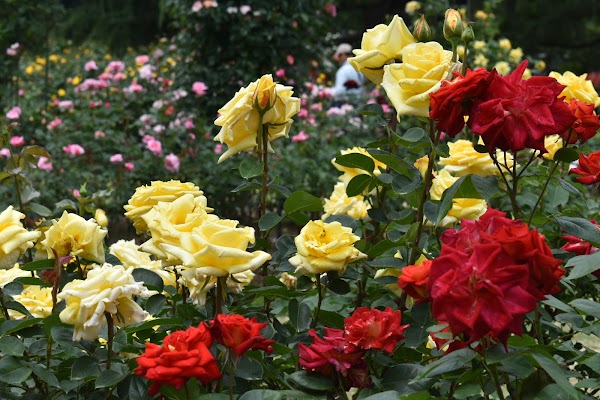 Rose Garden 3