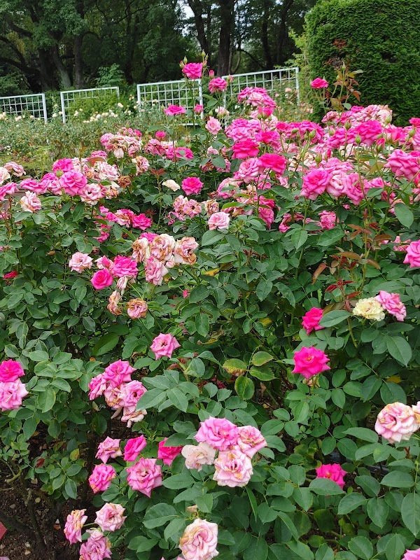 Rose Garden 2