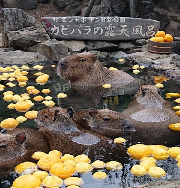 Izu Shaboten Zoo 5