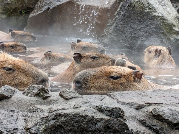 Izu Shaboten Zoo 4