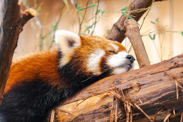 Izu Shaboten Zoo 2