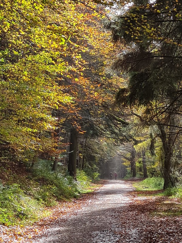 Forestry England Dalby 4
