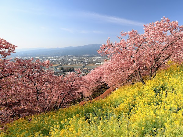Matsuda Cherry Blossoms Walking Path