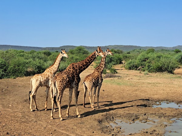 Madikwe Game Reserve 4