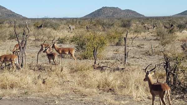 Madikwe Game Reserve 3