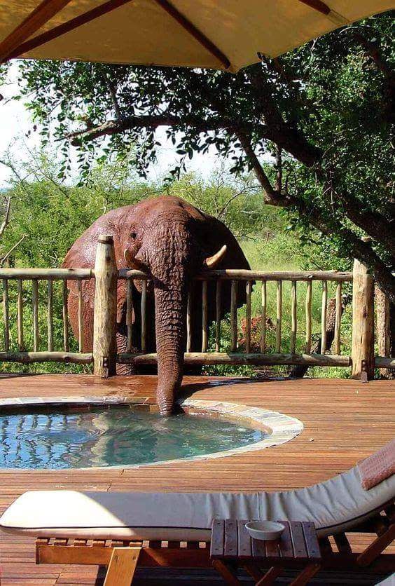 Madikwe Game Reserve 2