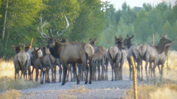 Moose Wilson Road