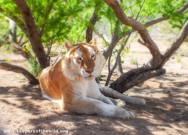 Keepers of the Wild Nature Park 1