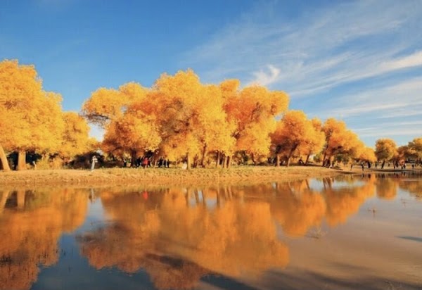 Ejina Populus 1