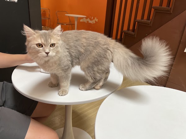 CATONOMY 4