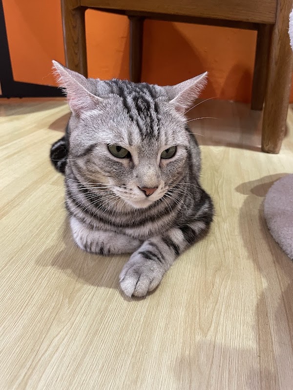 CATONOMY 2