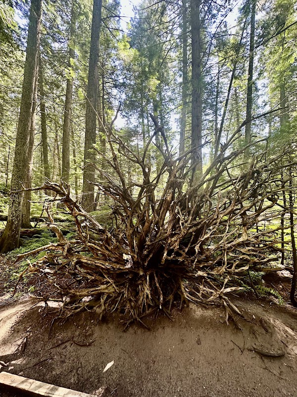Trail of the Cedars Nature Trailhead 3