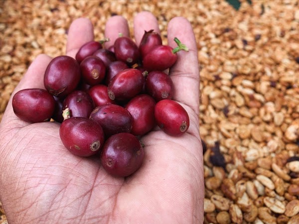 Helanta Specialty Coffee 5