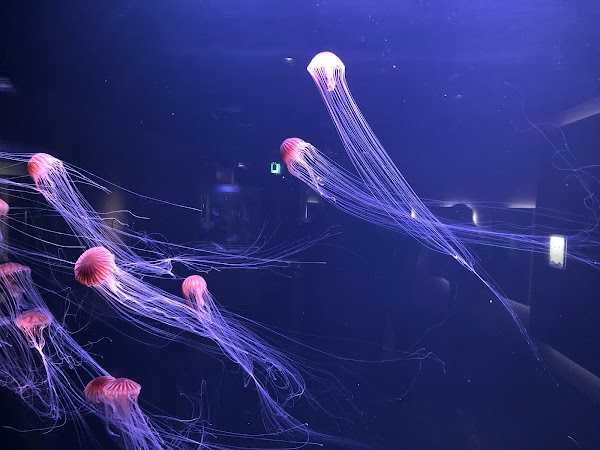 Shikoku Aquarium 3